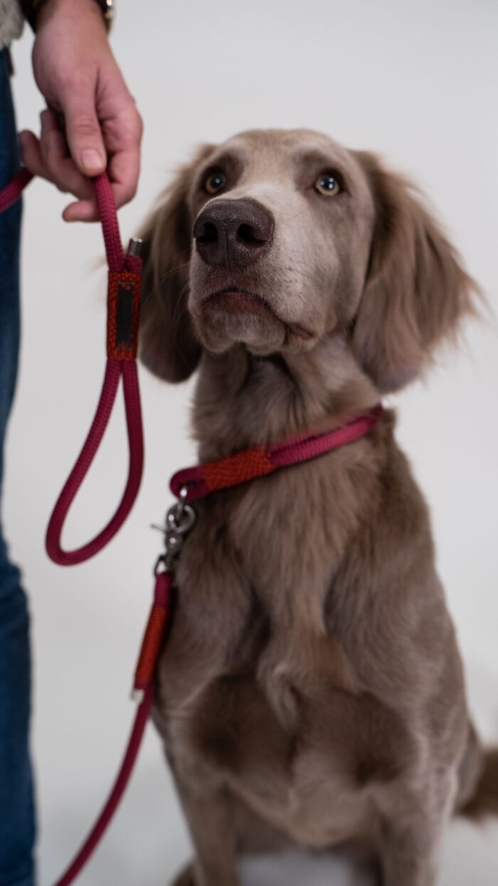 Dog Leash - Purple Poppy - 1.90m