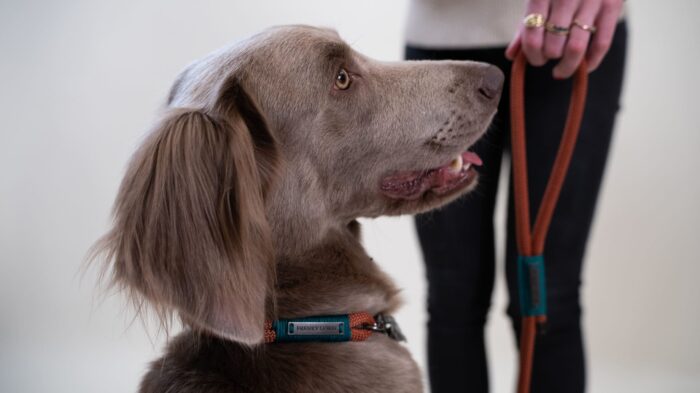 Dog Leash - Abby Green - 1.90m