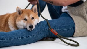 Dog Leash - Olly Baxter - 1.90m - foto 4